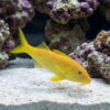 Goldsaddle Goatfish