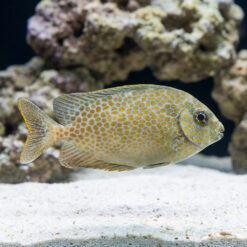 Goldspotted Rabbitfish