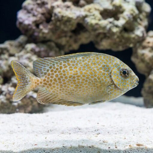 Goldspotted Rabbitfish