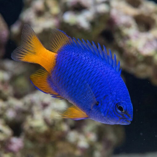 Goldtail Half Blue Damsel
