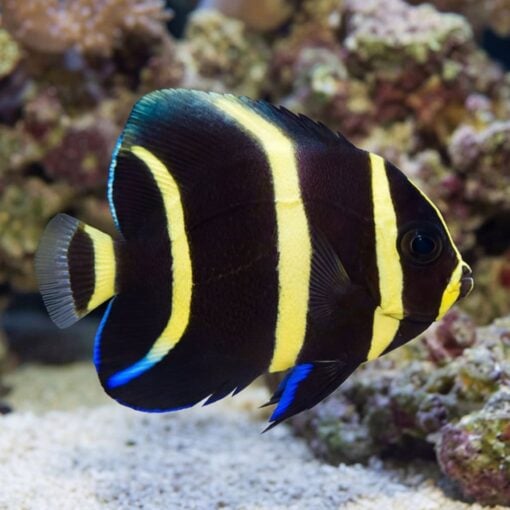 Black (Grey) Angelfish - Image 3