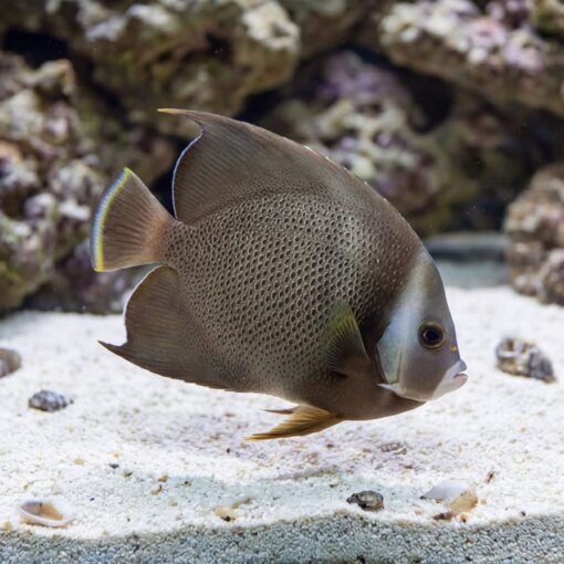 Black (Grey) Angelfish - Image 5