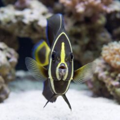 Alternative view of Black (Grey) Angelfish