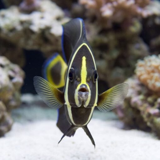 Black (Grey) Angelfish - Image 2