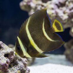 Black Angelfish juvenile with yellow stripes and blue-edged fins swimming near coral reef in clear blue water