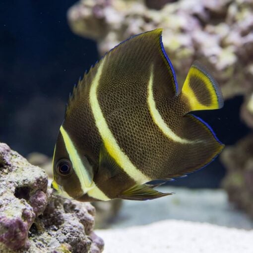 Black Angelfish juvenile with yellow stripes and blue-edged fins swimming near coral reef in clear blue water