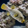 Gray Freckled Dogface Puffer