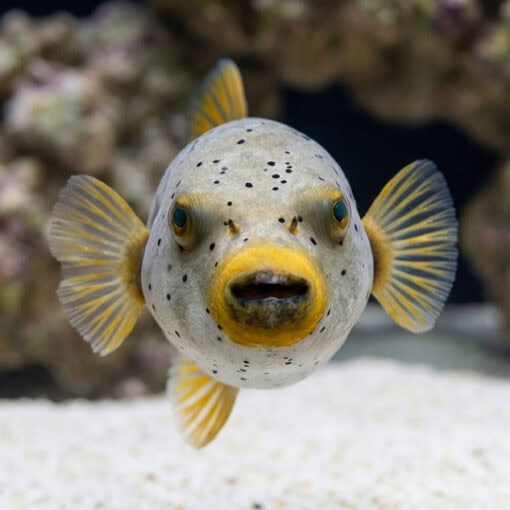Gray Freckled Dogface Puffer - Image 2