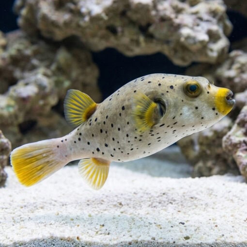 Gray Freckled Dogface Puffer - Image 3