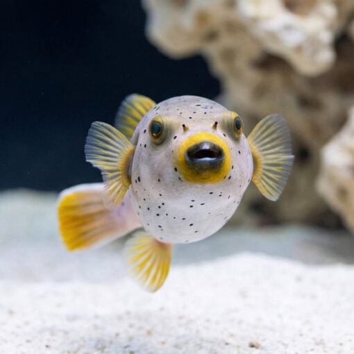 Gray Freckled Dogface Puffer - Image 4