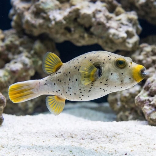 Gray Freckled Dogface Puffer - Image 5