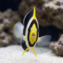 Alternative view of Grey Tail Angelfish