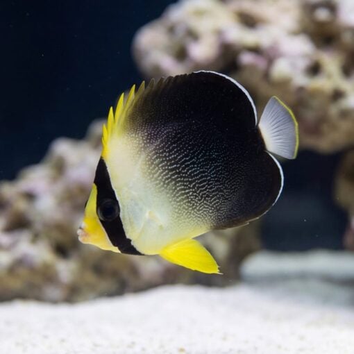 Grey Tail Angelfish - Image 3