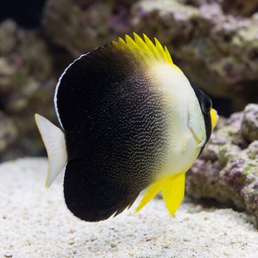 Grey Tail Angelfish - Image 4
