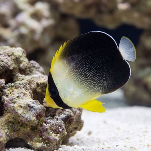 Grey Tail Angelfish - Image 5