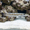 Great Barracuda