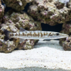 Great Barracuda