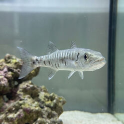 Alternative view of Great Barracuda