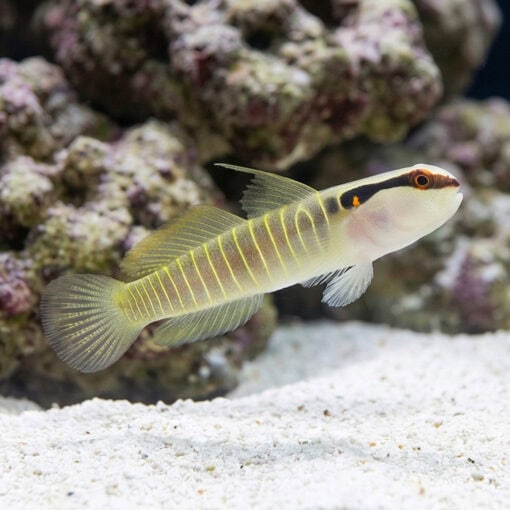 Green Banded Goby