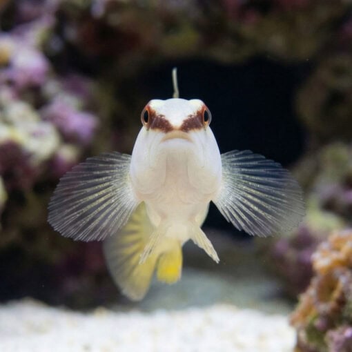 Green Banded Goby - Image 2
