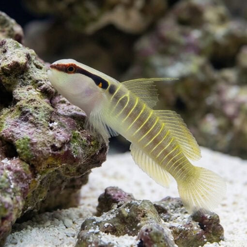 Green Banded Goby - Image 3