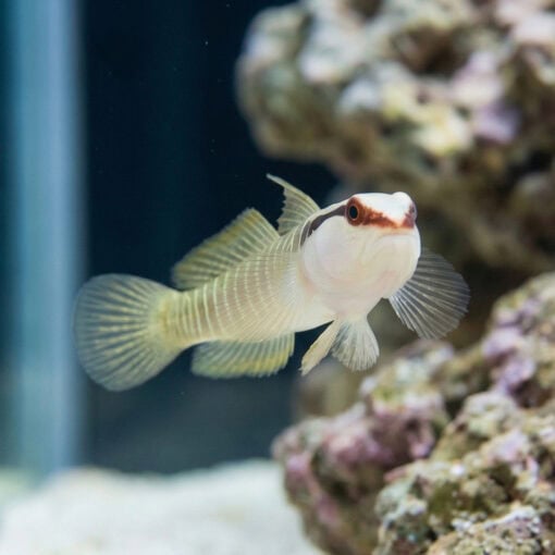 Green Banded Goby - Image 4
