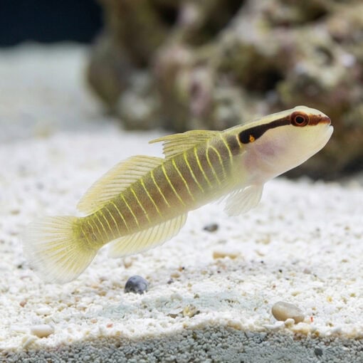 Green Banded Goby - Image 5