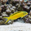 Green Canary Blenny