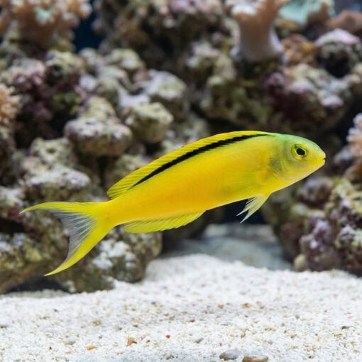 Green Canary Blenny