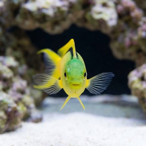 Green Canary Blenny - Image 2