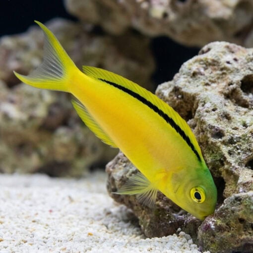 Green Canary Blenny - Image 3