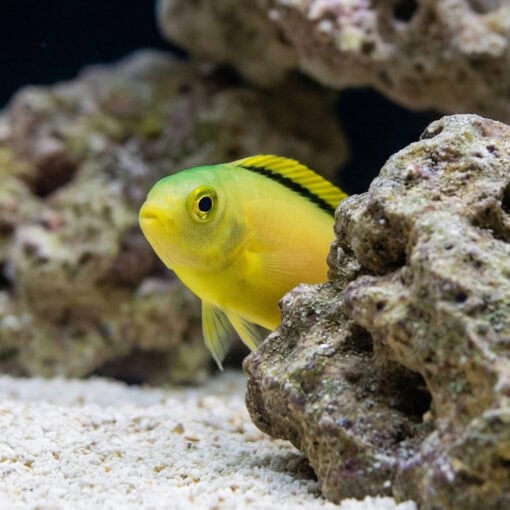 Green Canary Blenny - Image 4