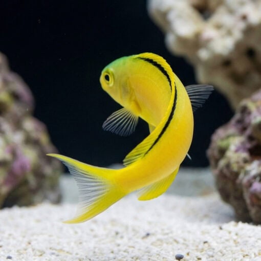 Green Canary Blenny - Image 5