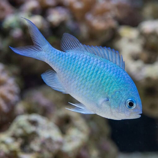 Green Chromis