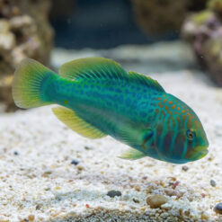 Green Clown Goby