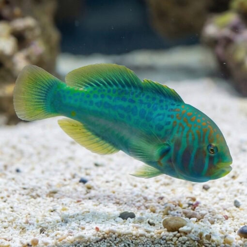Green Clown Goby