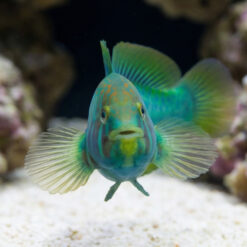 Alternative view of Green Clown Goby