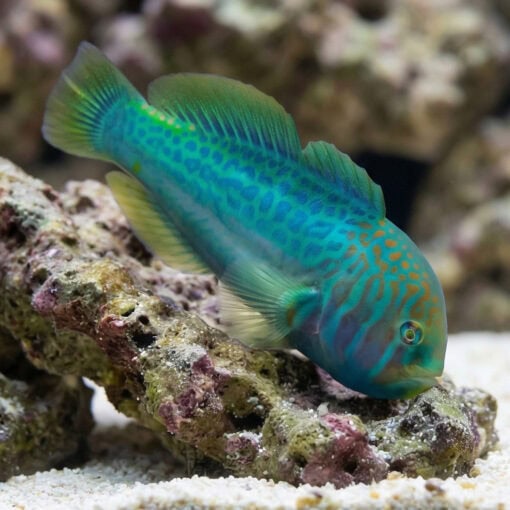 Green Clown Goby - Image 3