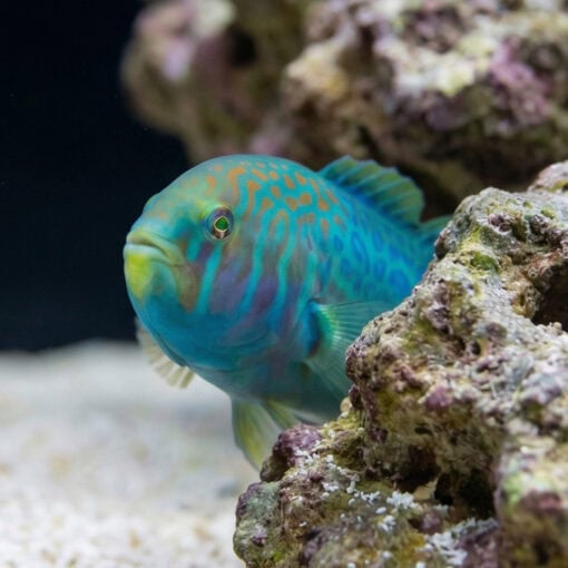 Green Clown Goby - Image 4