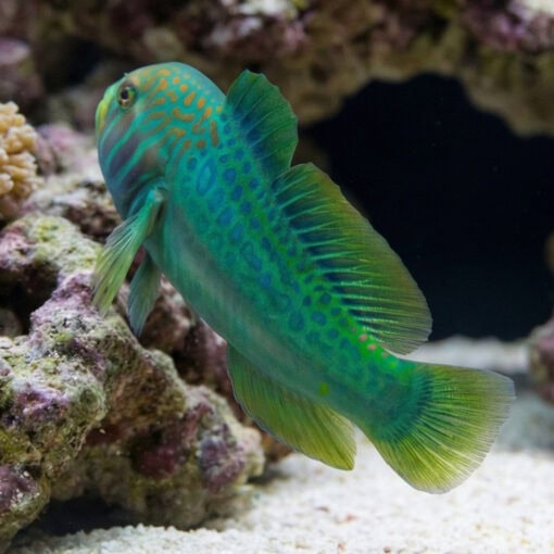 Green Clown Goby - Image 5