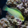 Green Coris Wrasse