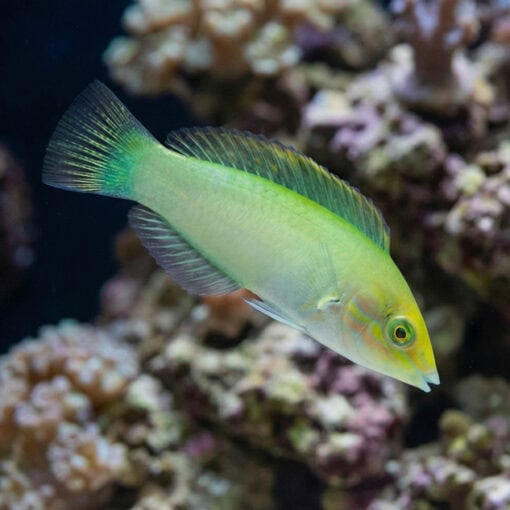 Green Coris Wrasse