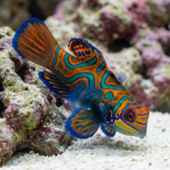 Green Mandarin Dragonet