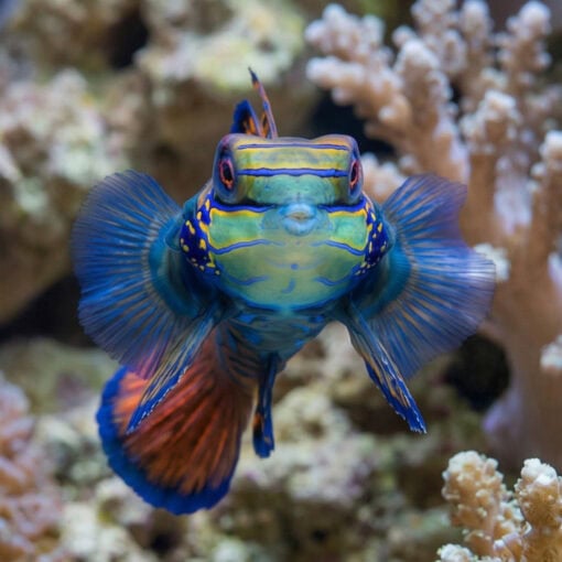 Green Mandarin Dragonet - Image 2