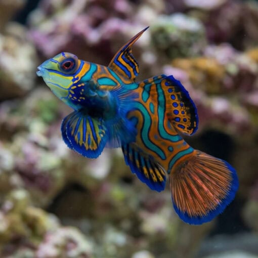 Green Mandarin Dragonet - Image 3