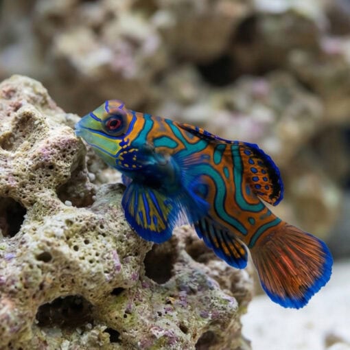 Green Mandarin Dragonet - Image 5