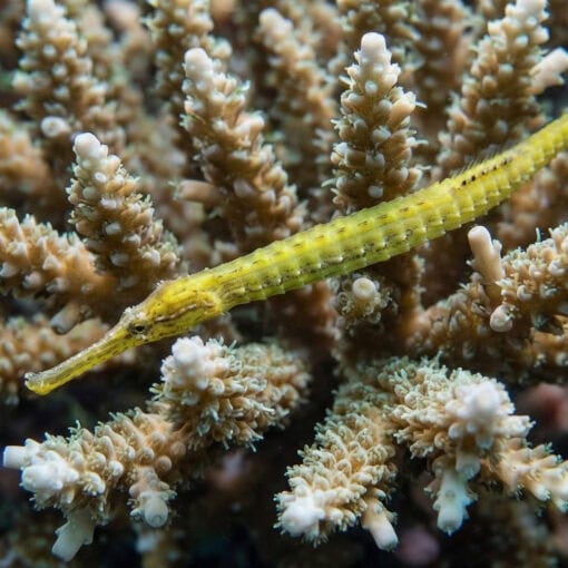 Alligator Pipefish - Image 2