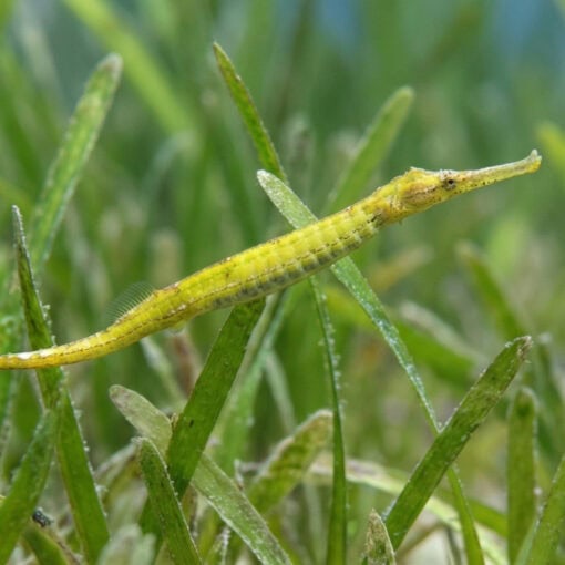 Alligator Pipefish - Image 3