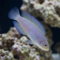Green Serosa Dottyback
