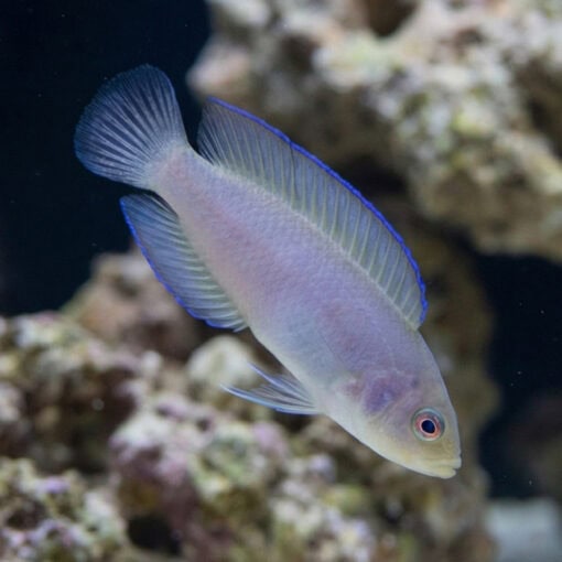 Green Serosa Dottyback